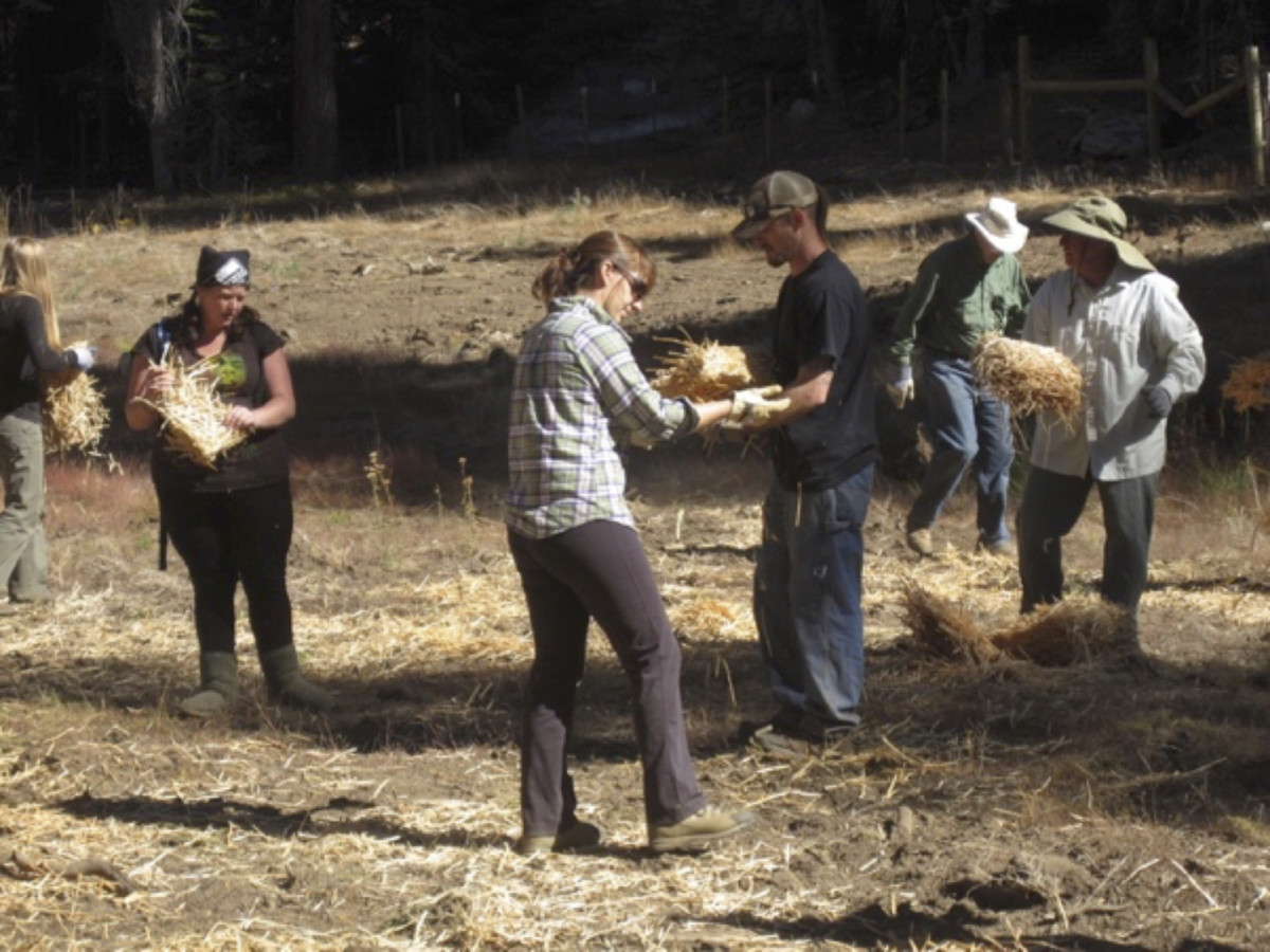 volunteer seed collection