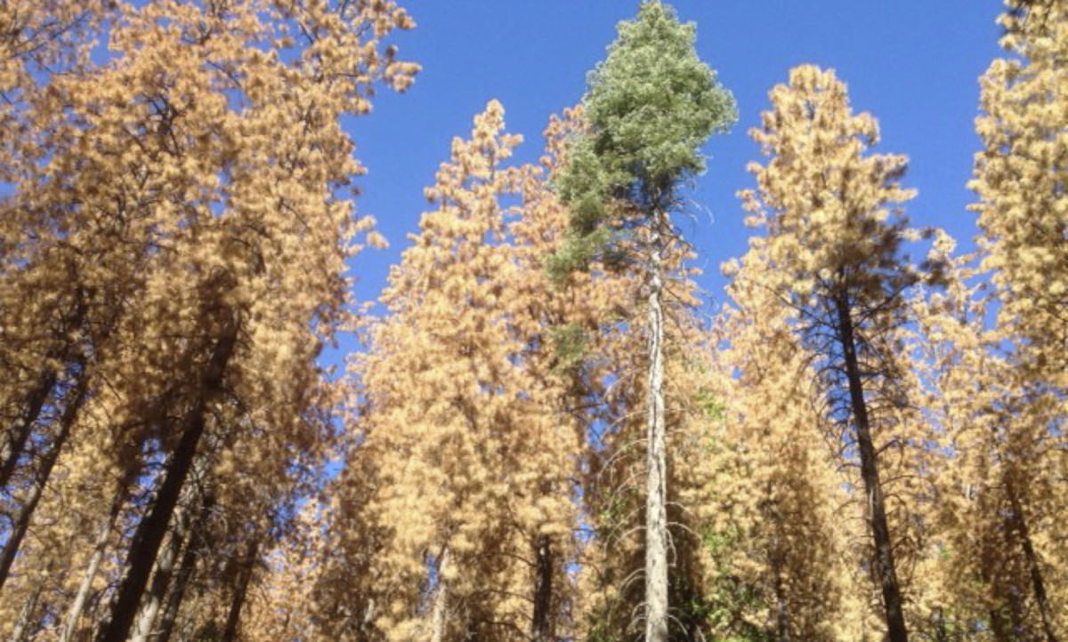 tree mortality