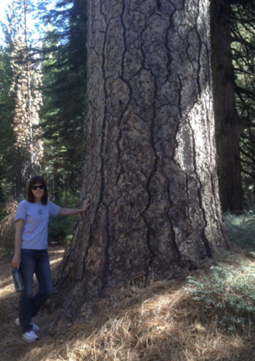 big ponderosa pine