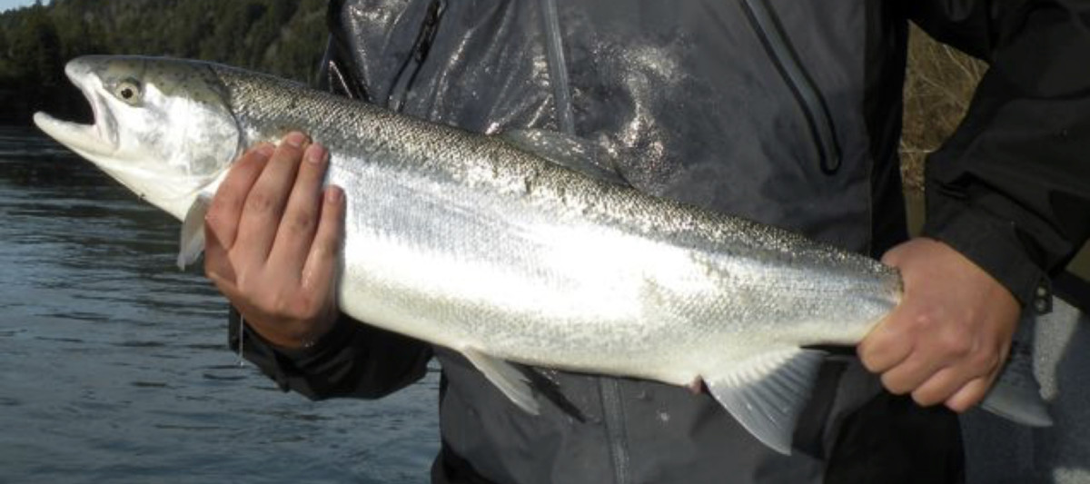 salmonid steelhead