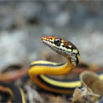 striped racer snake, photo contest