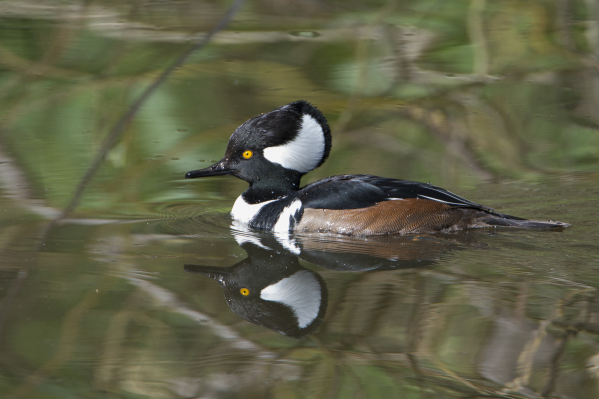 hooded merganser