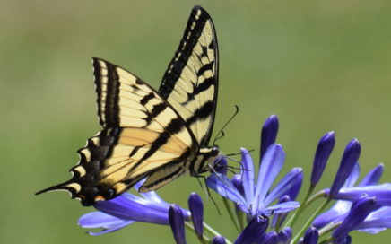 Swallowtail butterfly, photo by Merrit Hill