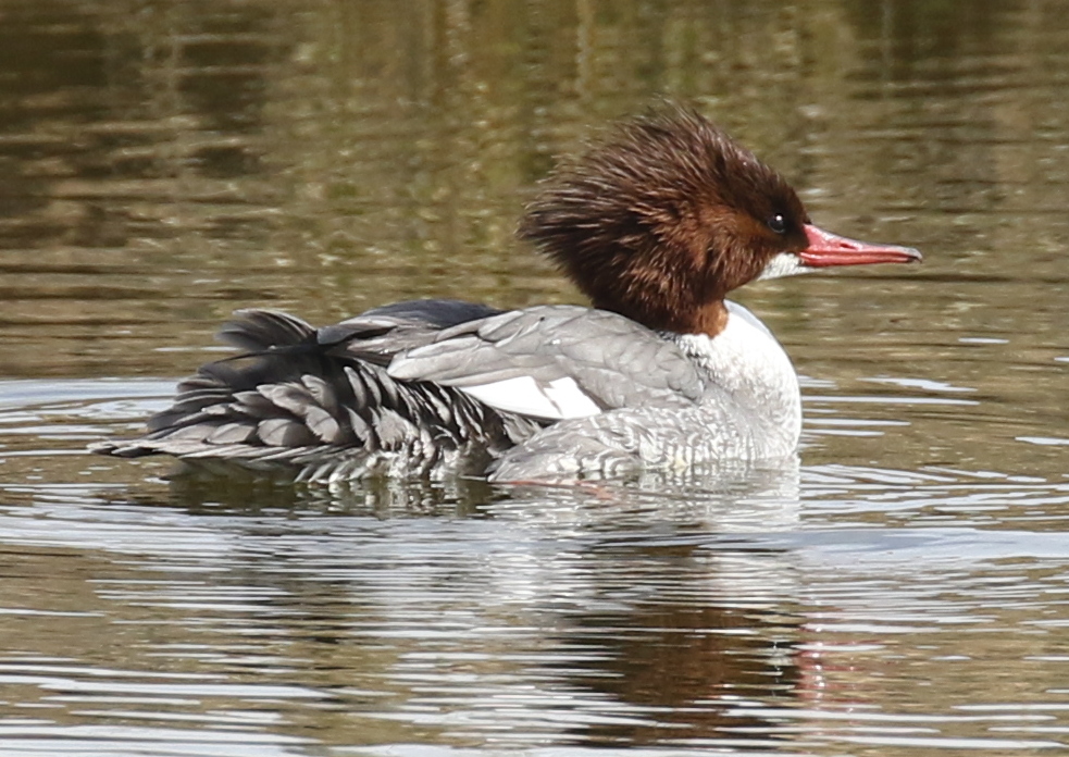 common merganser