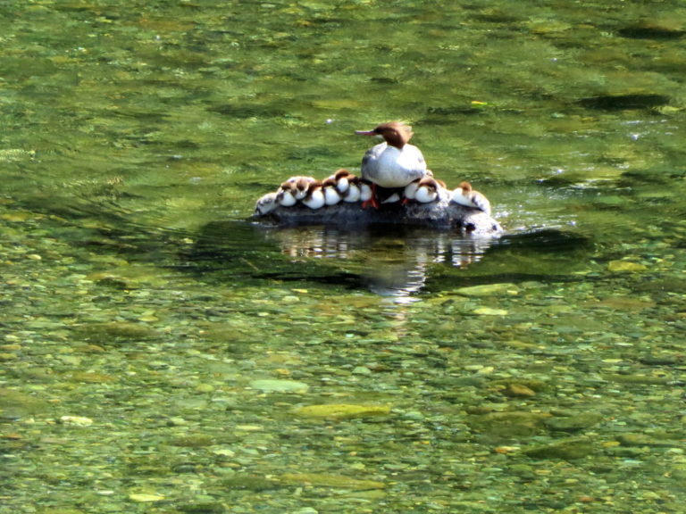 common merganser family