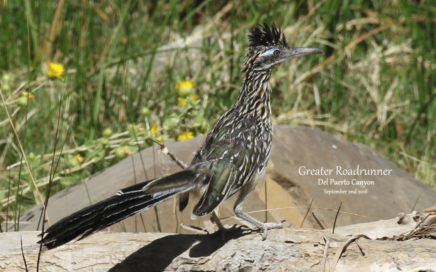 Greater Roadrunner