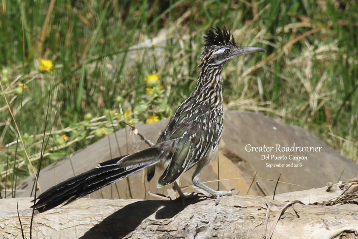 Greater Roadrunner