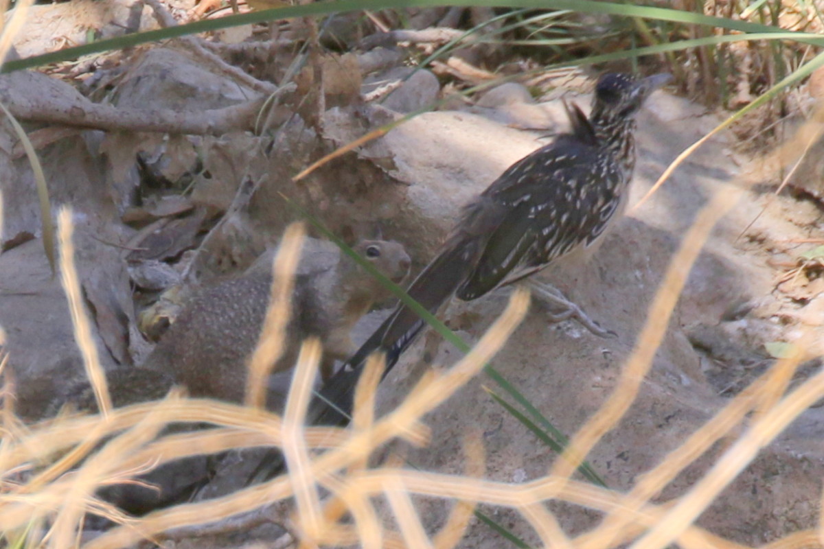 Squirrel sneaking up on Roadrunner