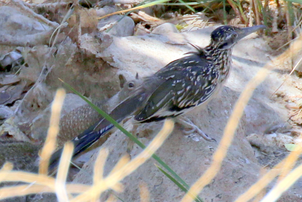 Squirrel sneaking up on Roadrunner