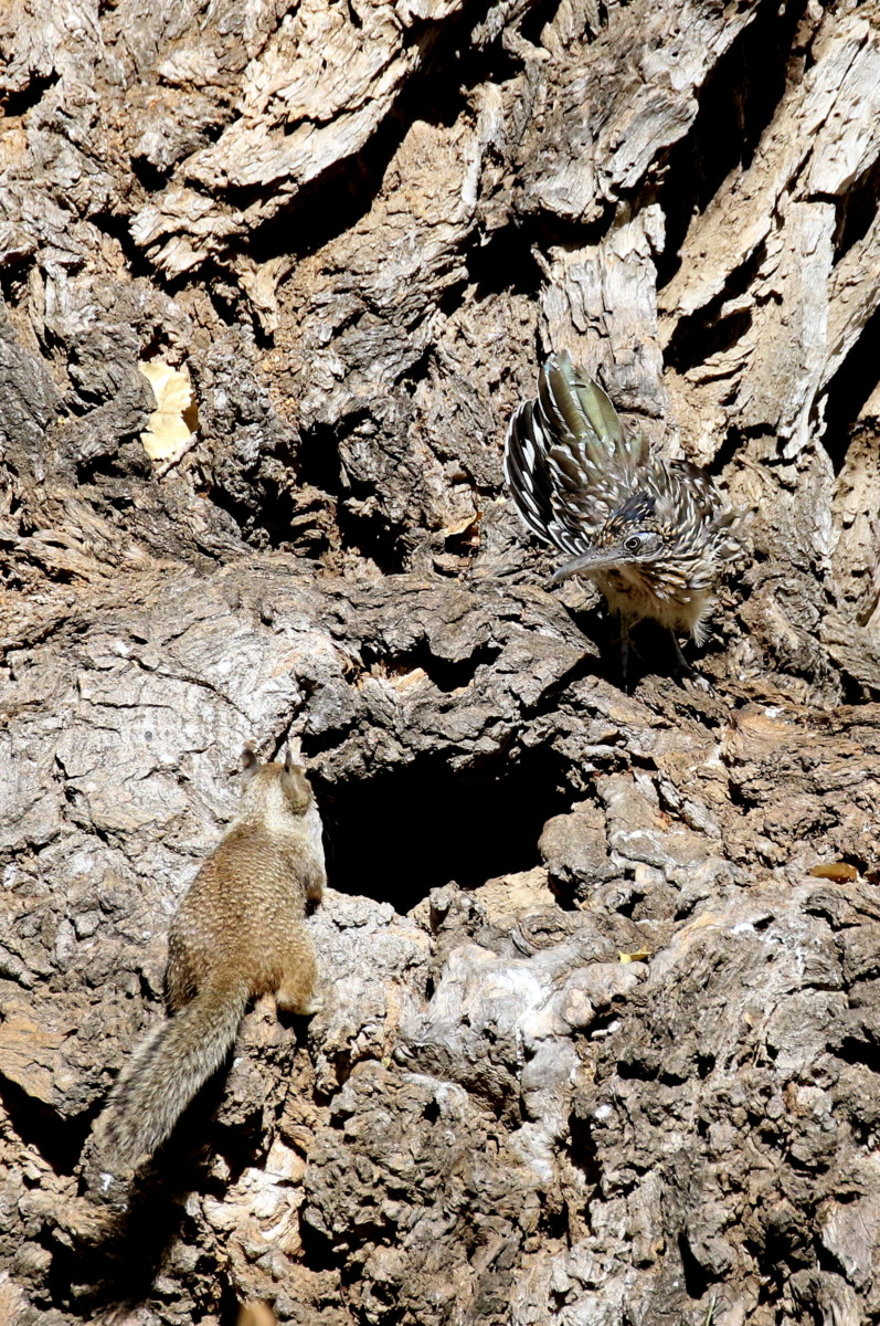 The Roadrunner waited patiently for the Squirrel to return