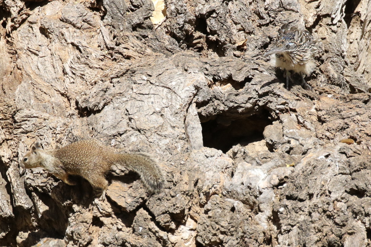 The Squirrel retreated after I heard a loud squeal