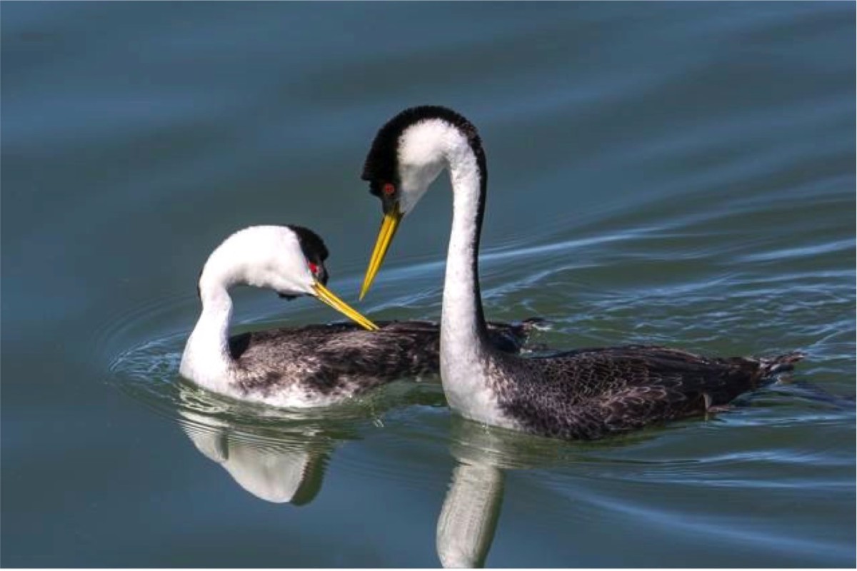 western grebe