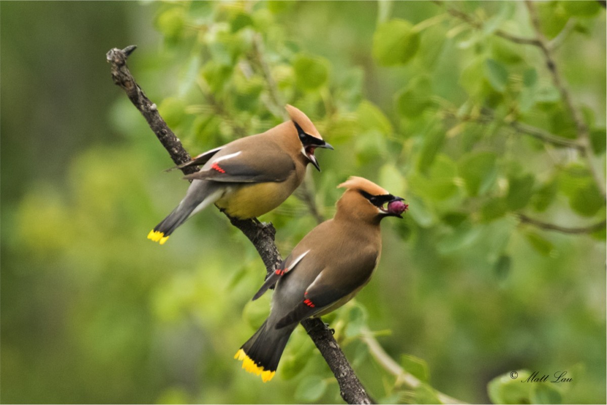 cedar waxwing