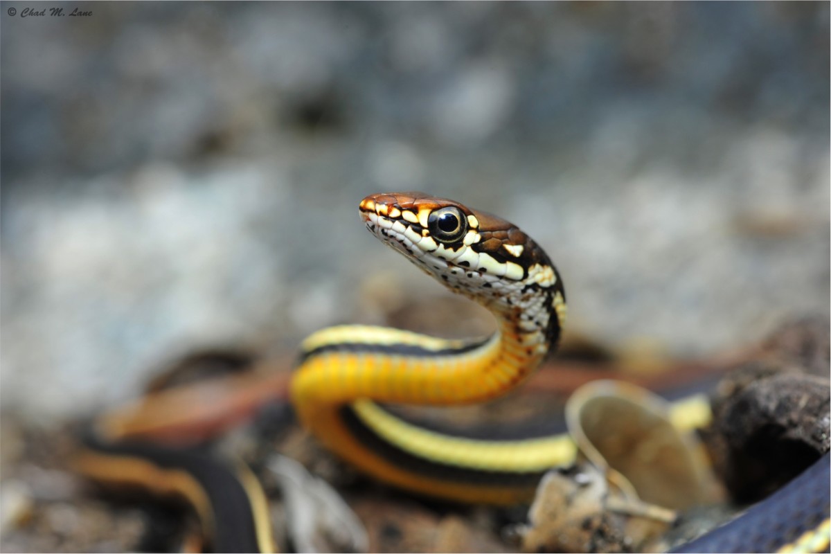 chaparral whiptail snake