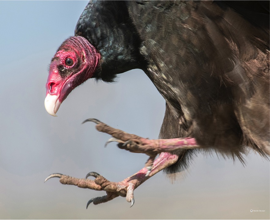 vulture