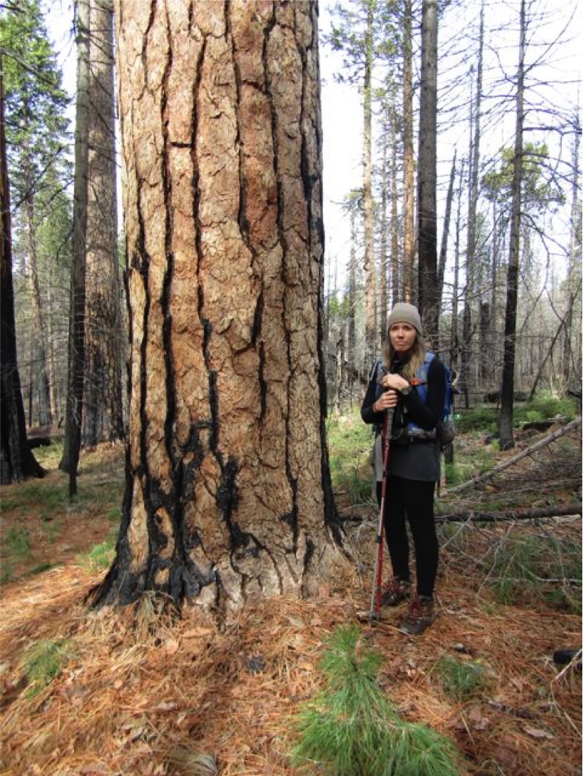 old growth Rim Fire