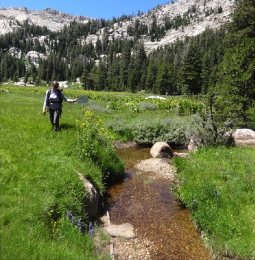 meadow stream