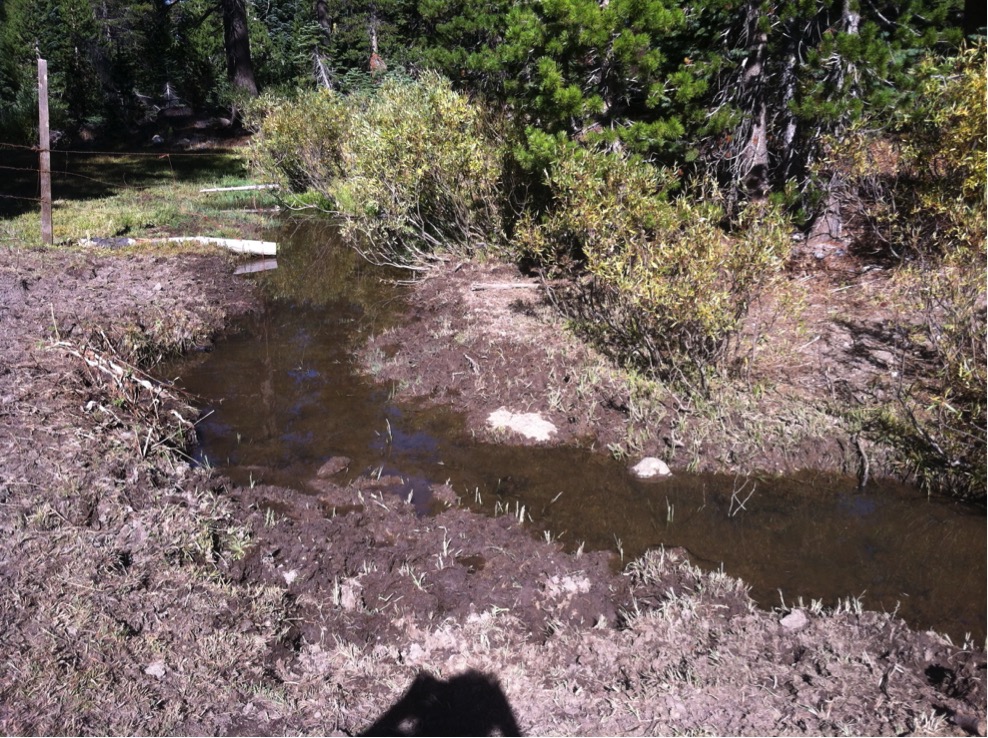 grazing degraded stream