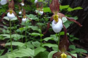mountain lady slipper orchid