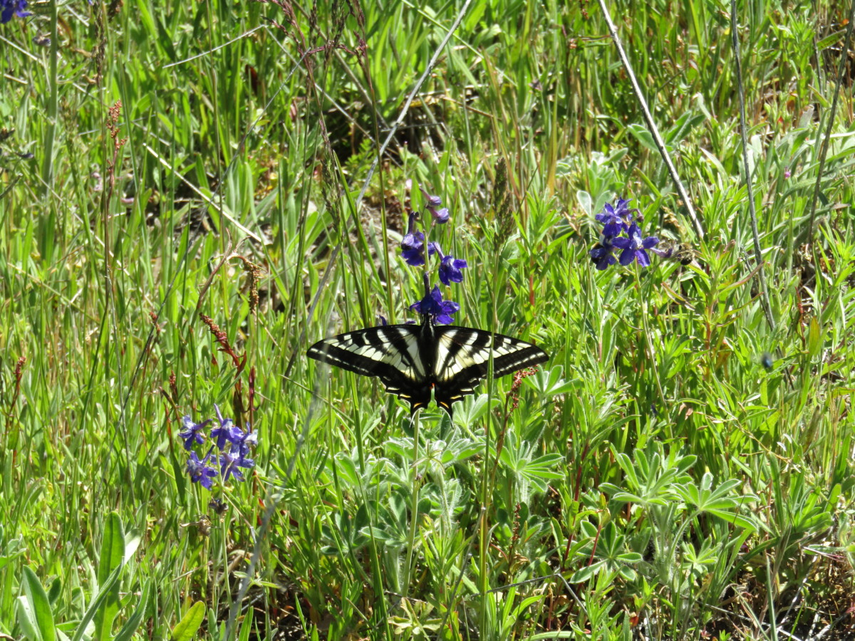 swallowtail