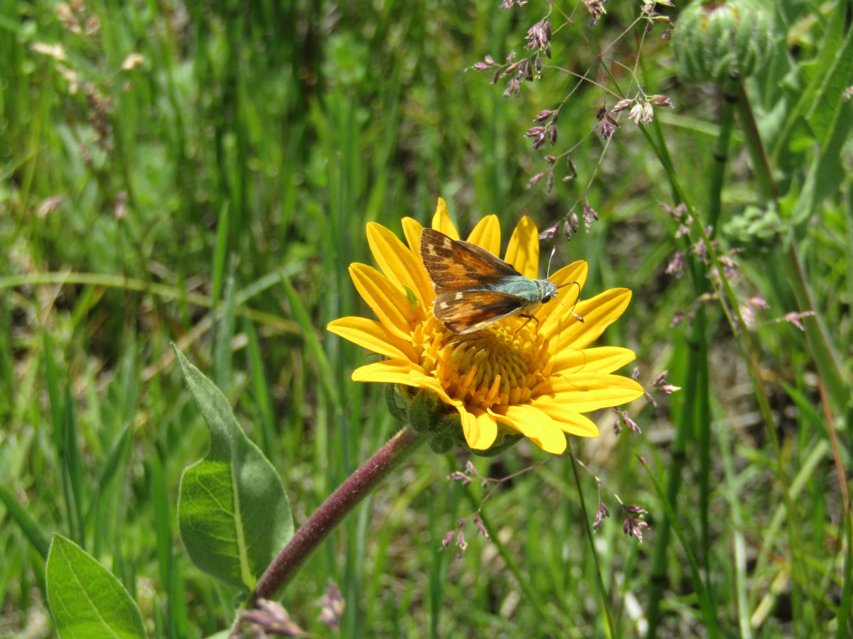 skipper ackerson meadow