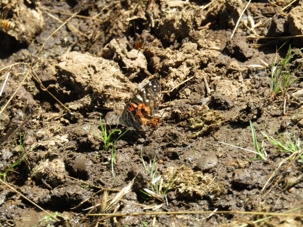 mud-puddling