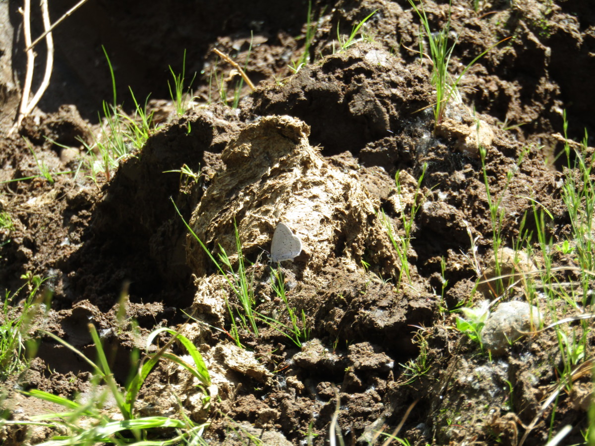 mud-puddling