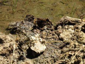 bees mud-puddling