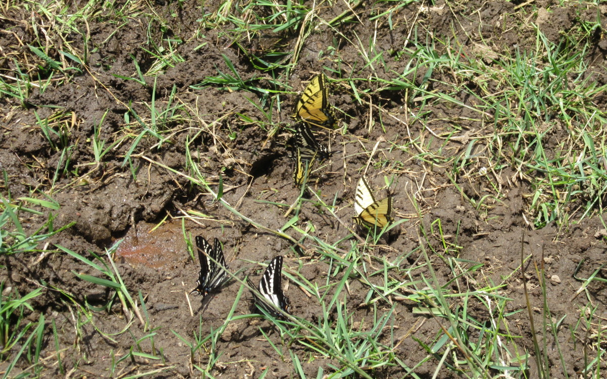 mud-puddling