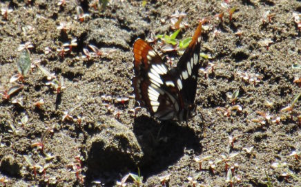 butterfly slider