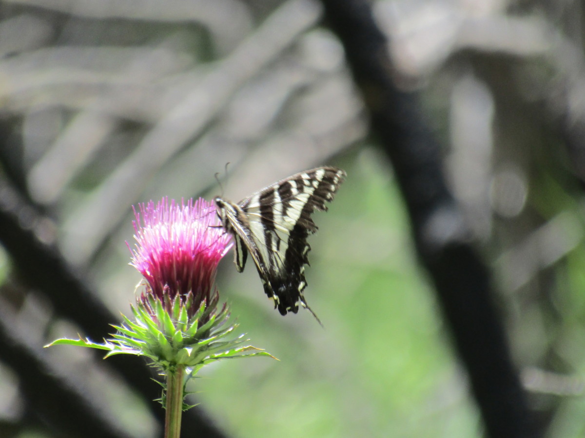 swallowtail