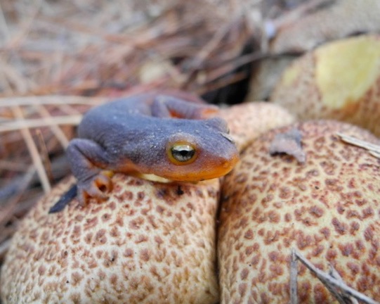 California Newt