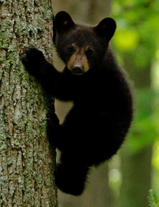 A Big Black Bear in Yosemite