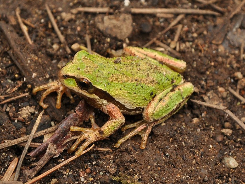Chorus frogs are among the smaller wildlife species