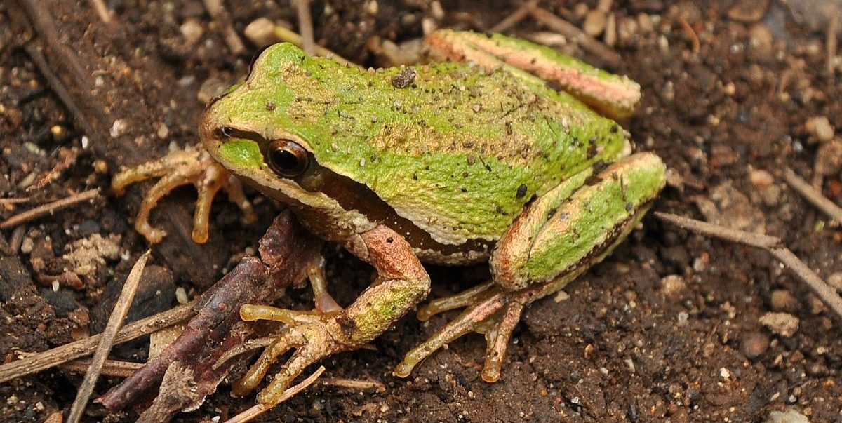 Pacific Chorus Frog