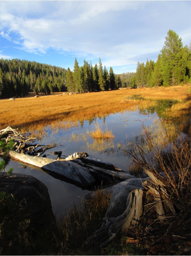 riparian damage bare soil livestock Grazing