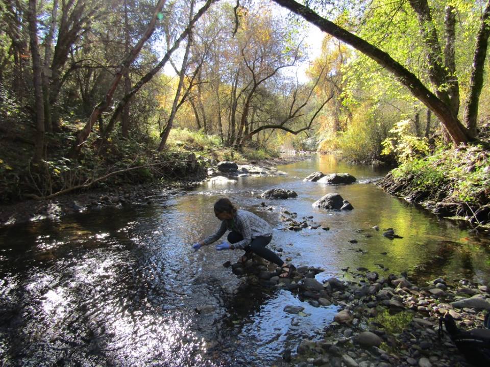 cserc foothill stream sampling