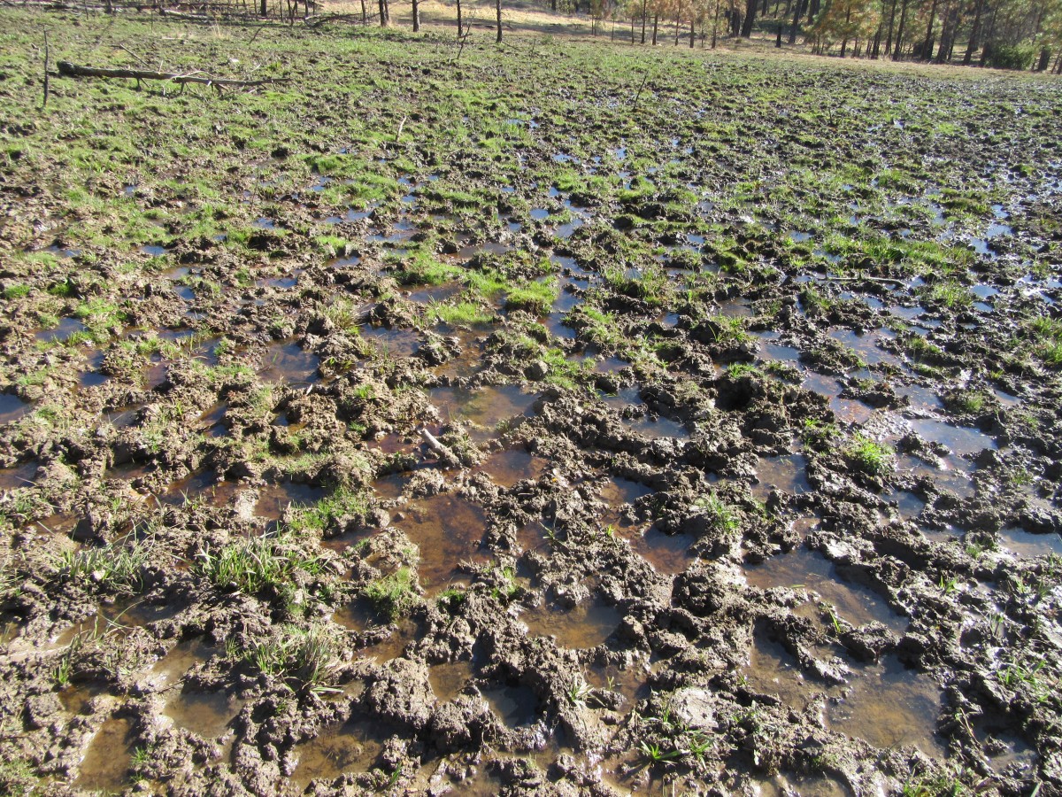 riparian damage bare soil livestock Grazing