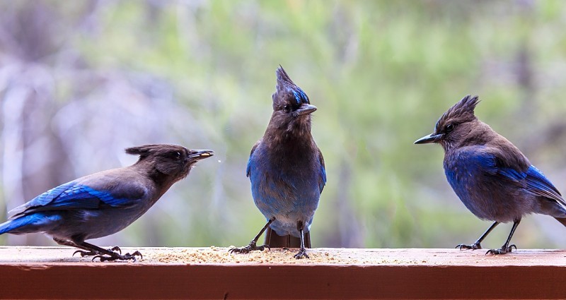 Cindy Murphy - Stellers jay