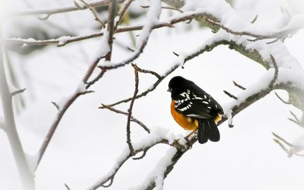 Spotted towhee Rochelle Villanueva