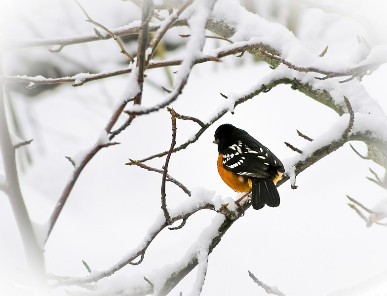 Spotted towhee Rochelle Villanueva