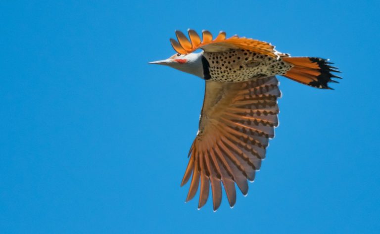 Dan Hackley Northern flicker