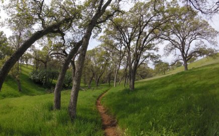foothill oak woodland