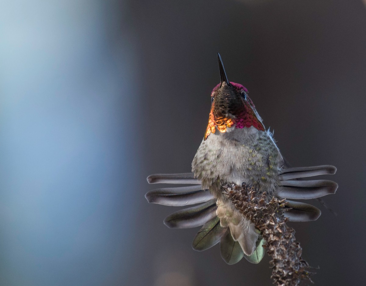 Anna's Hummingbird, photo contest