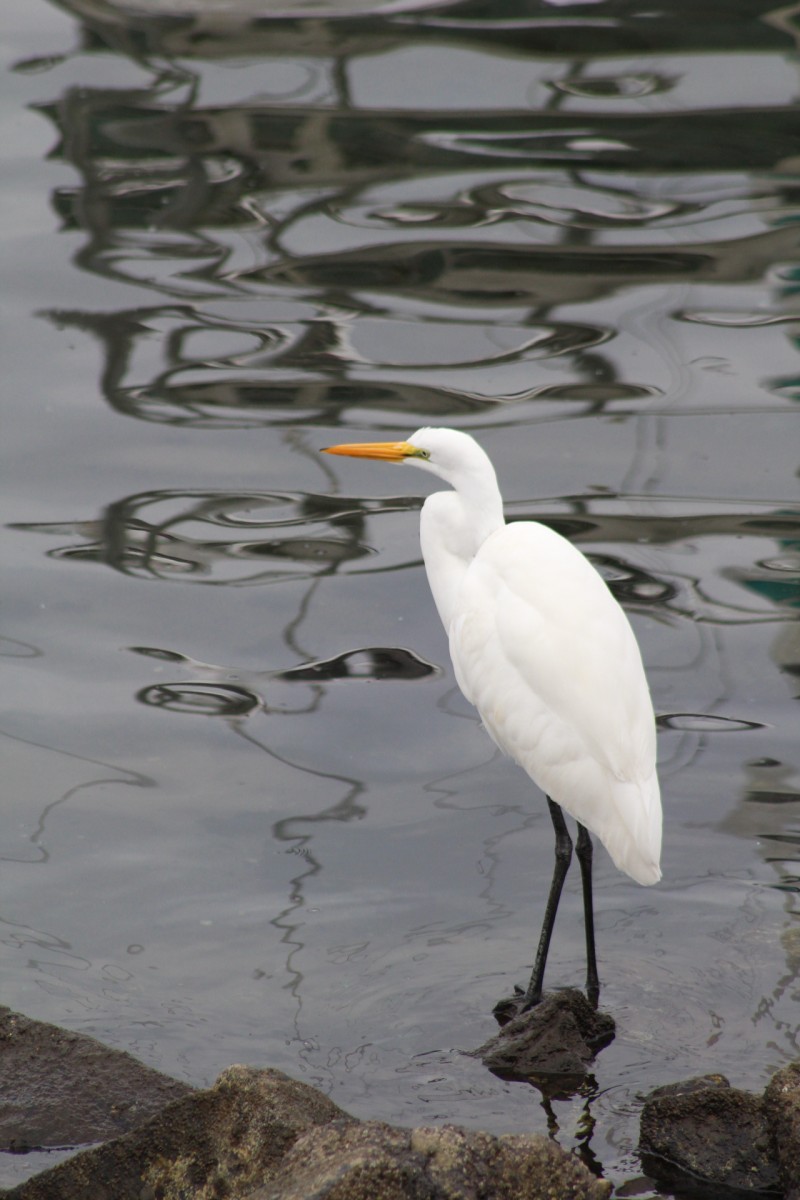 Dillon Hotchkiss – Egret