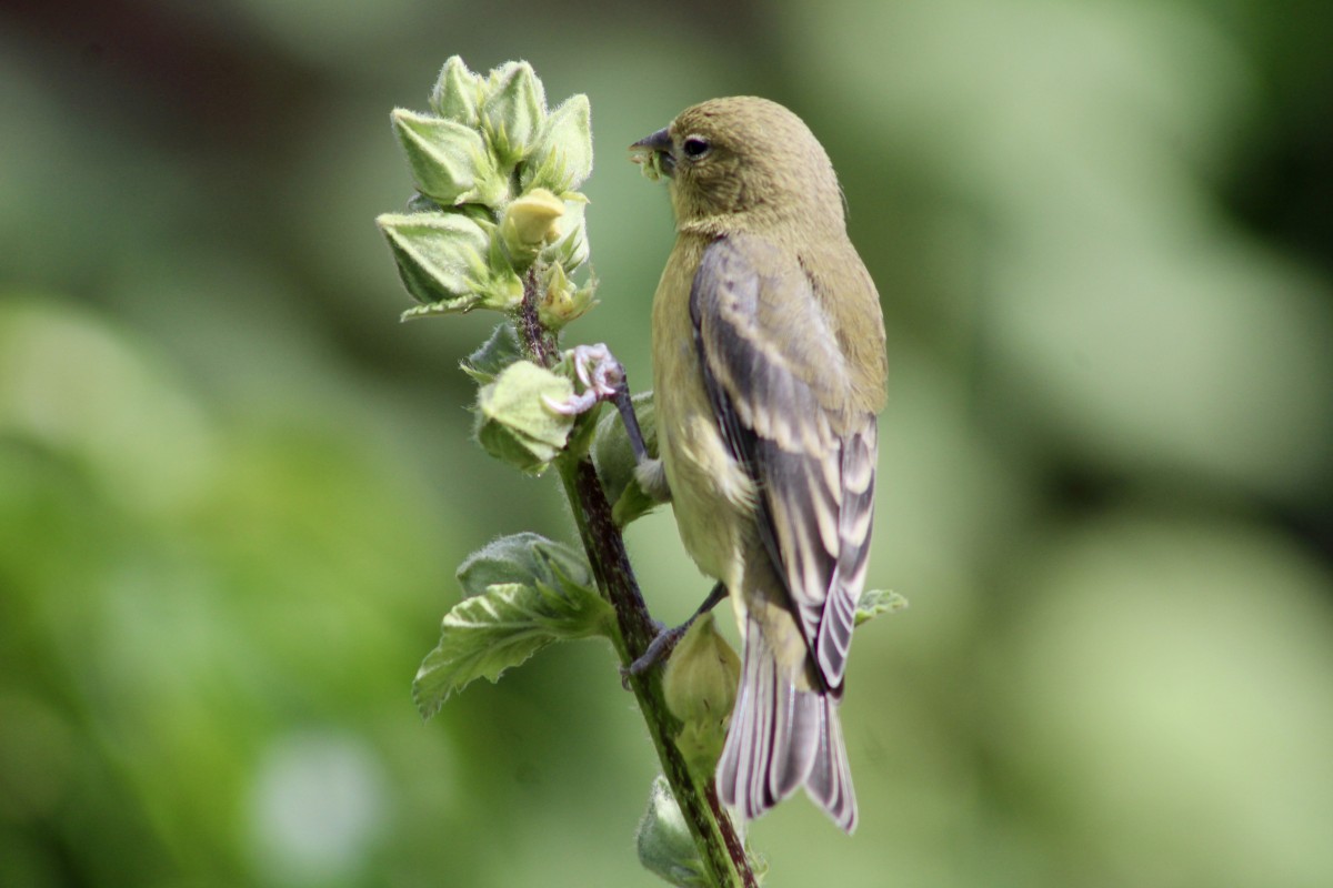 2018 Wildlife Photo Contest Winners Announced! - CSERC