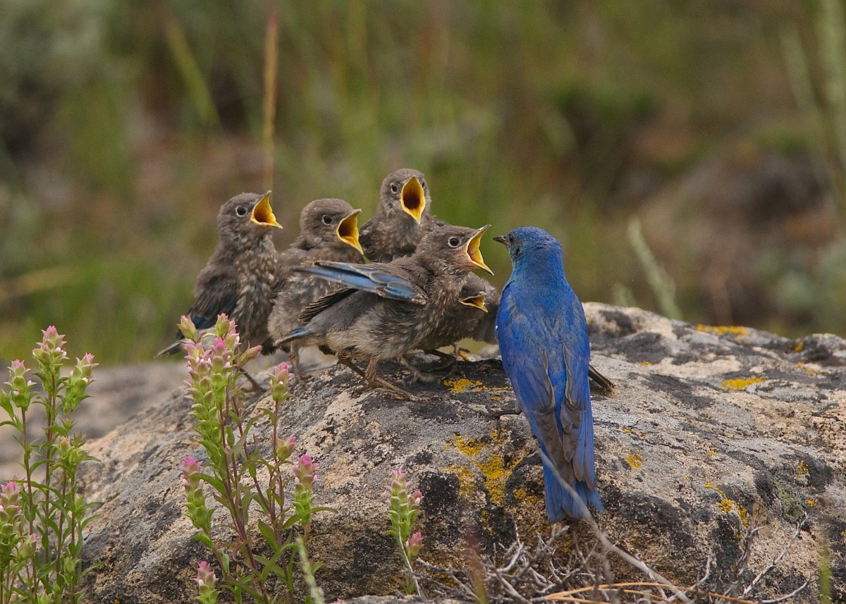 Mountain Bluebirds, photo contest