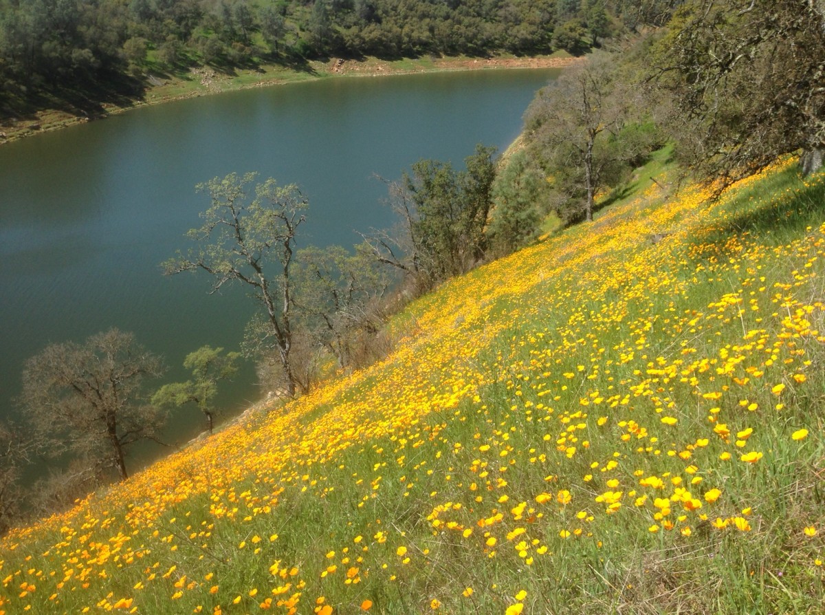 Poppies