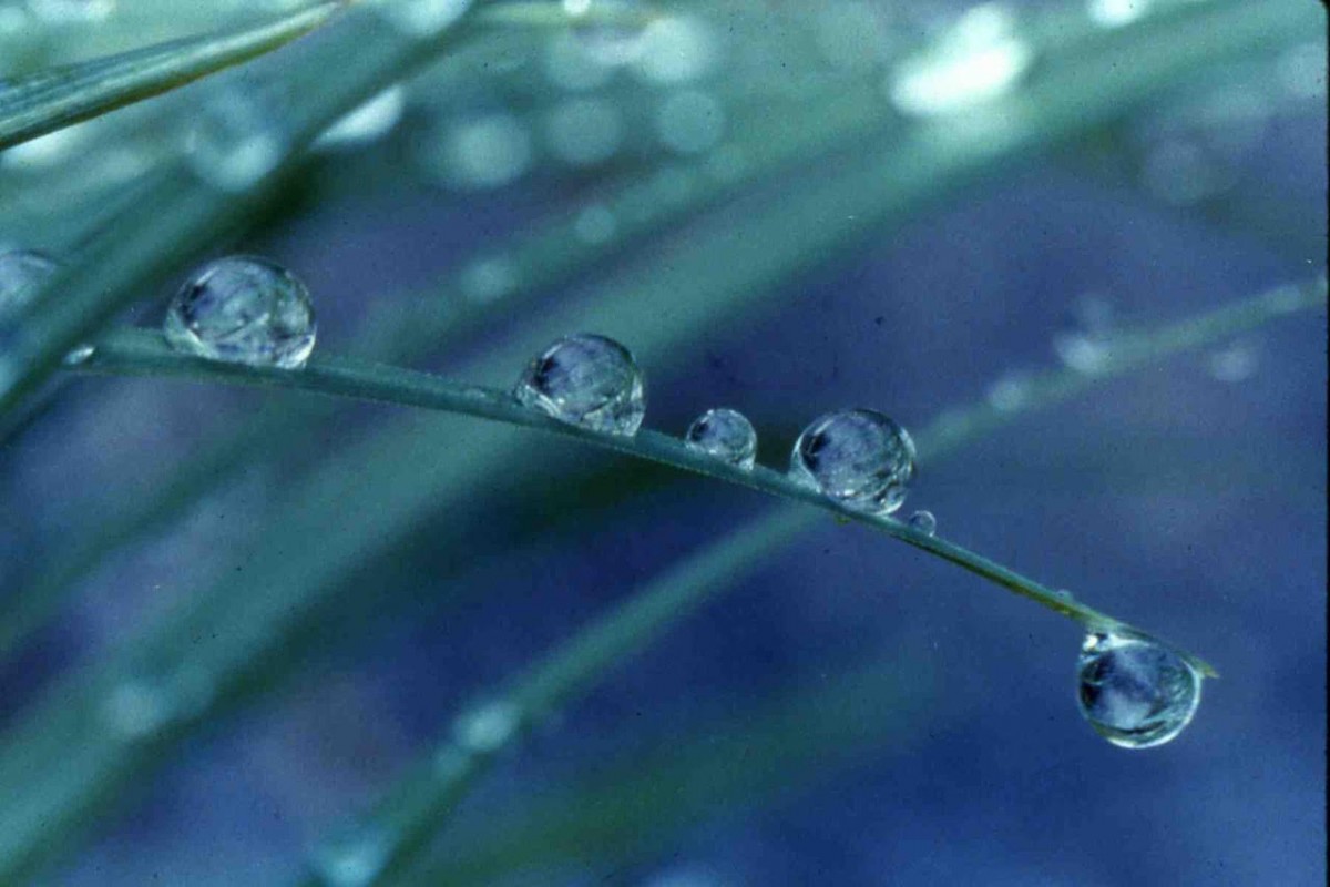 Water drops