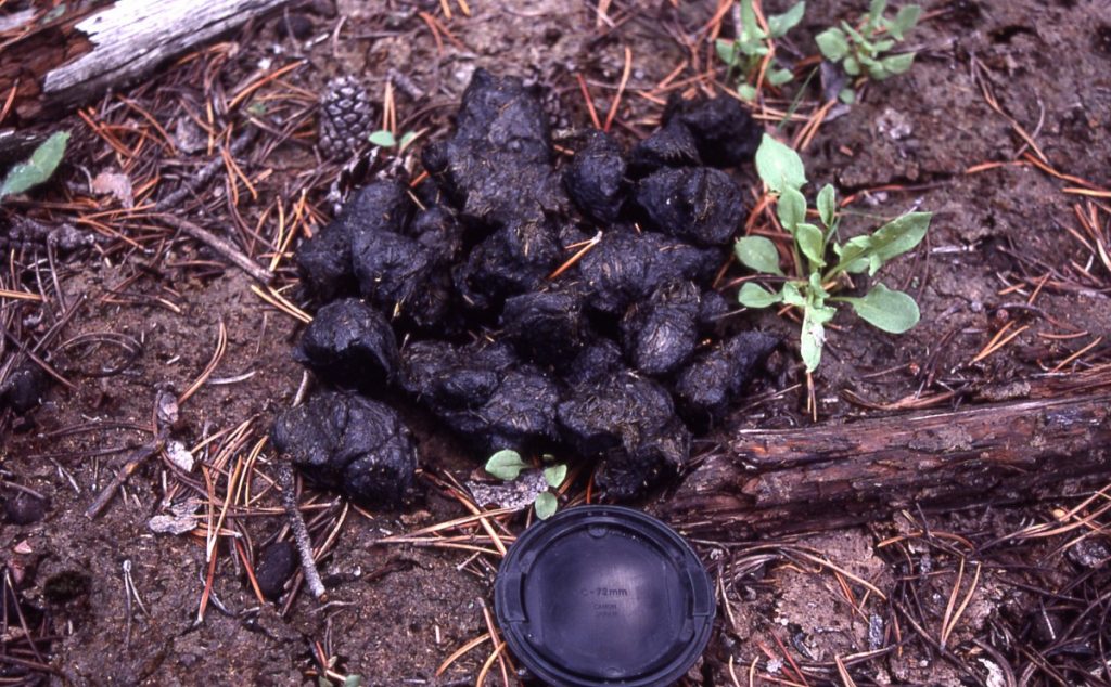What scat can tell you about your wildlife neighbors CSERC